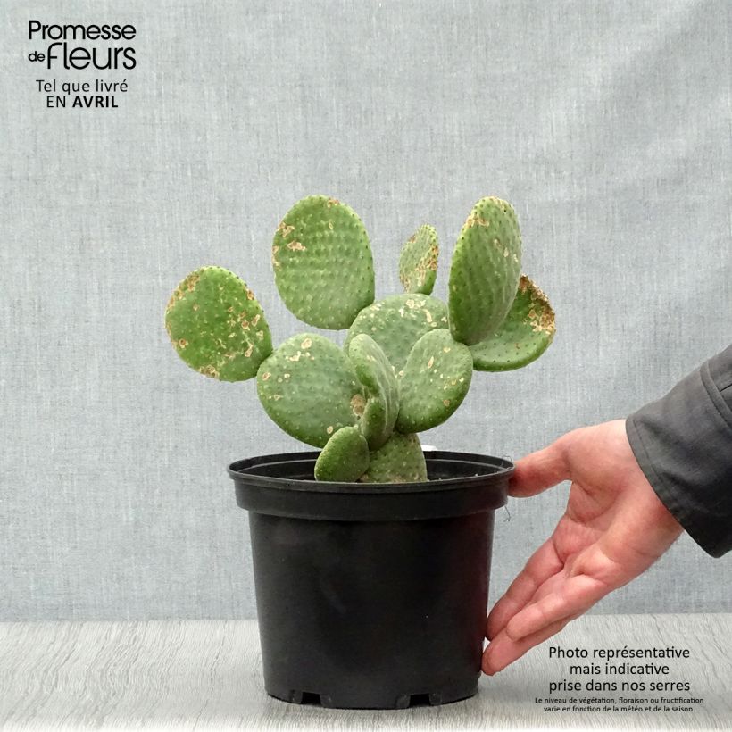 Exemplaar van Opuntia microdasys Caress - Konijnenoren Pot van 3 l/4 l zoals geleverd in de lente