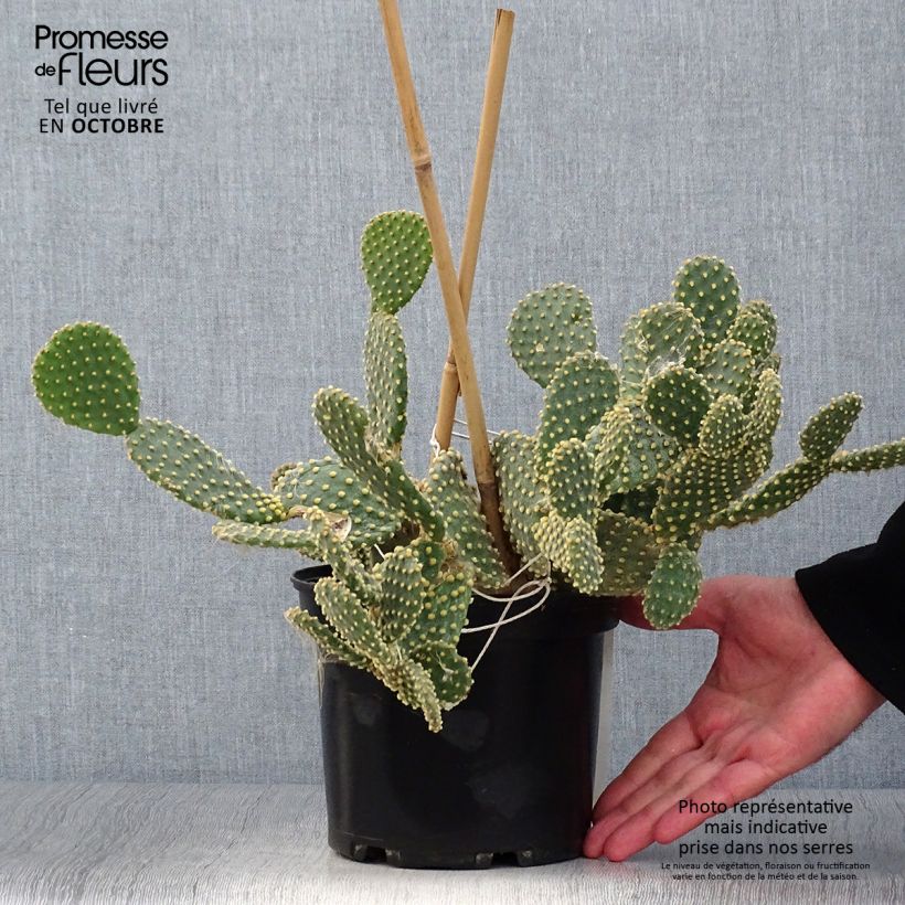 Exemplaar van Opuntia microdasys - Konijnenoren Pot van 2 l/3 l zoals geleverd in de herfst