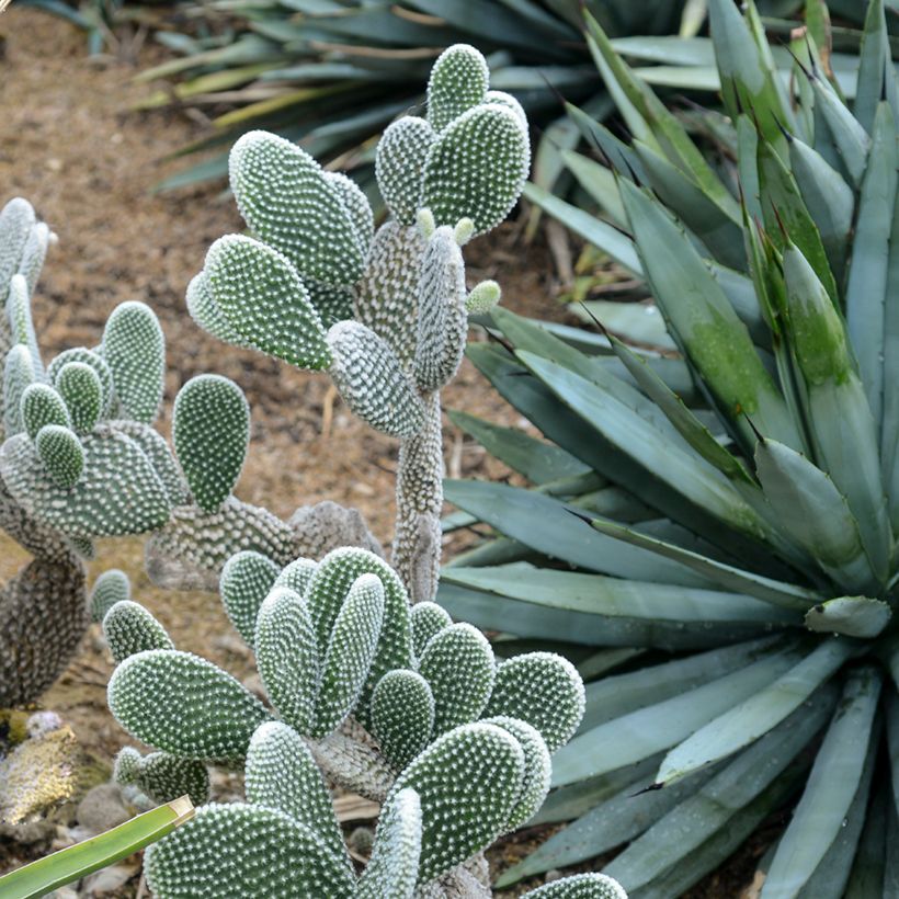 Opuntia microdasys var. albispina - Konijnenoren (Groeiplaats)