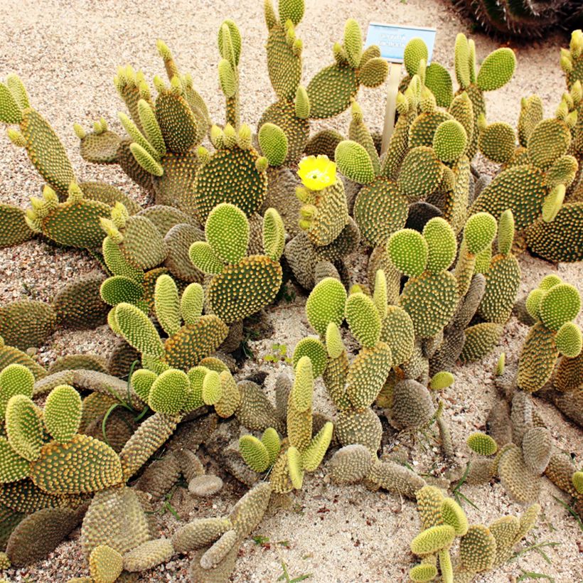 Opuntia microdasys var. pallida - Konijnenoren (Groeiplaats)