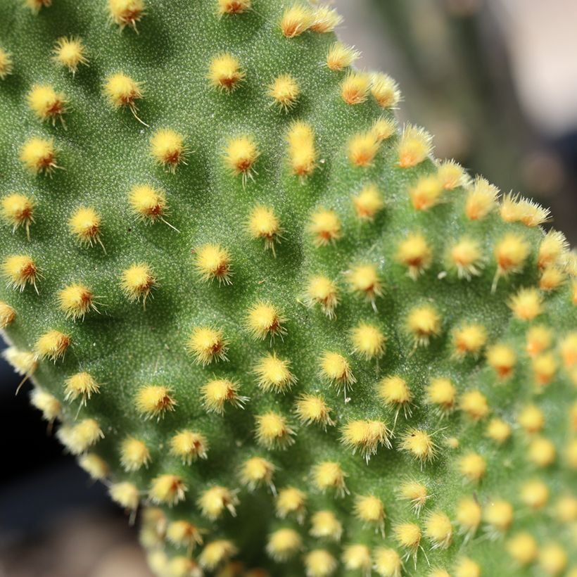 Opuntia microdasys Undulata - Konijnenoren (Blad)