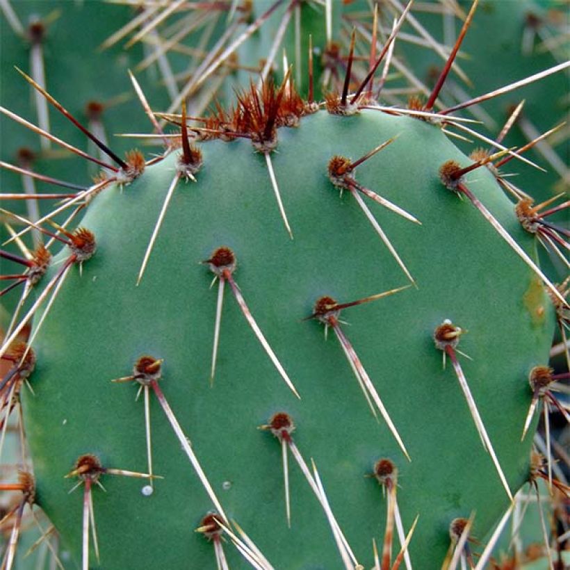 Opuntia phaeacantha Mojavensis - Schijfcactus (Blad)