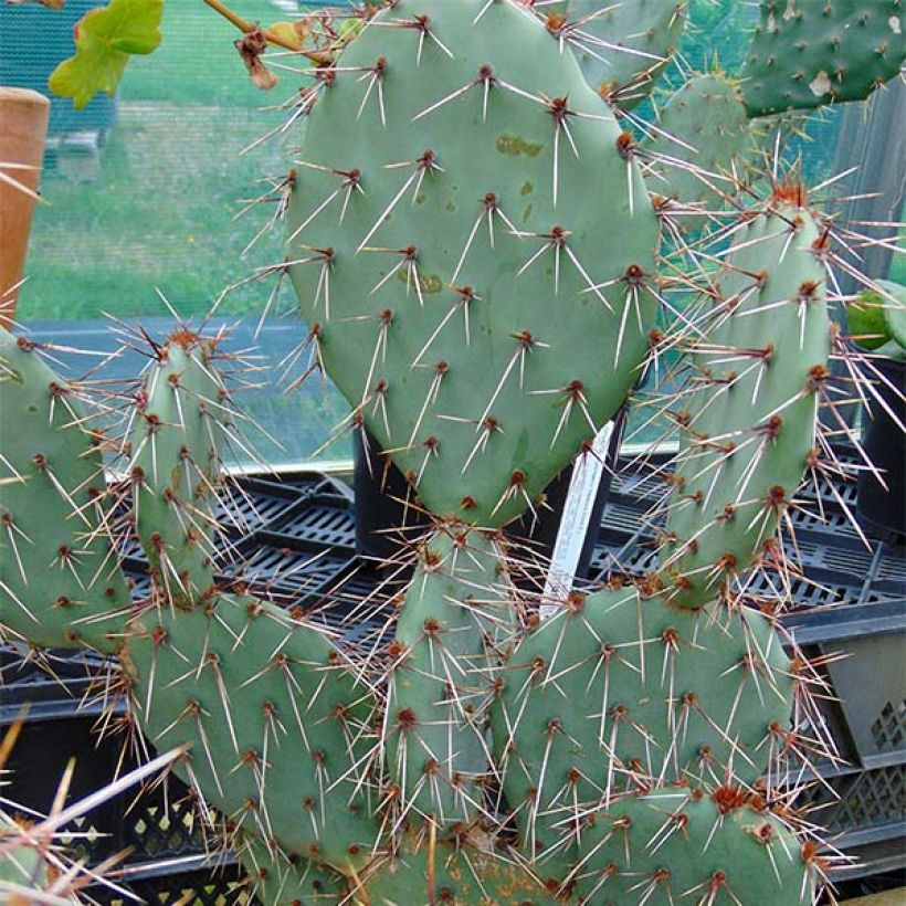 Opuntia phaeacantha Mojavensis - Schijfcactus (Groeiplaats)