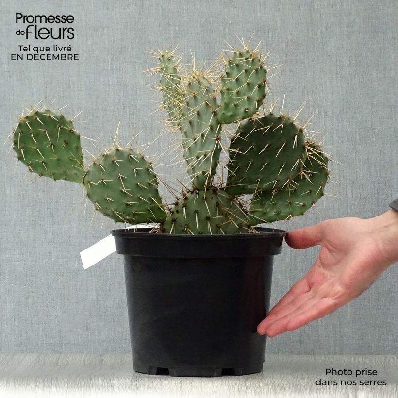 Exemplaar van Opuntia phaeacantha Mojavensis - Schijfcactus Pot van 4 l/5 l zoals geleverd in de winter