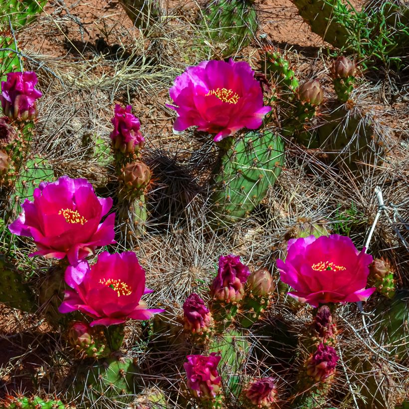 Opuntia polyacantha - Schijfcactus (Bloei)