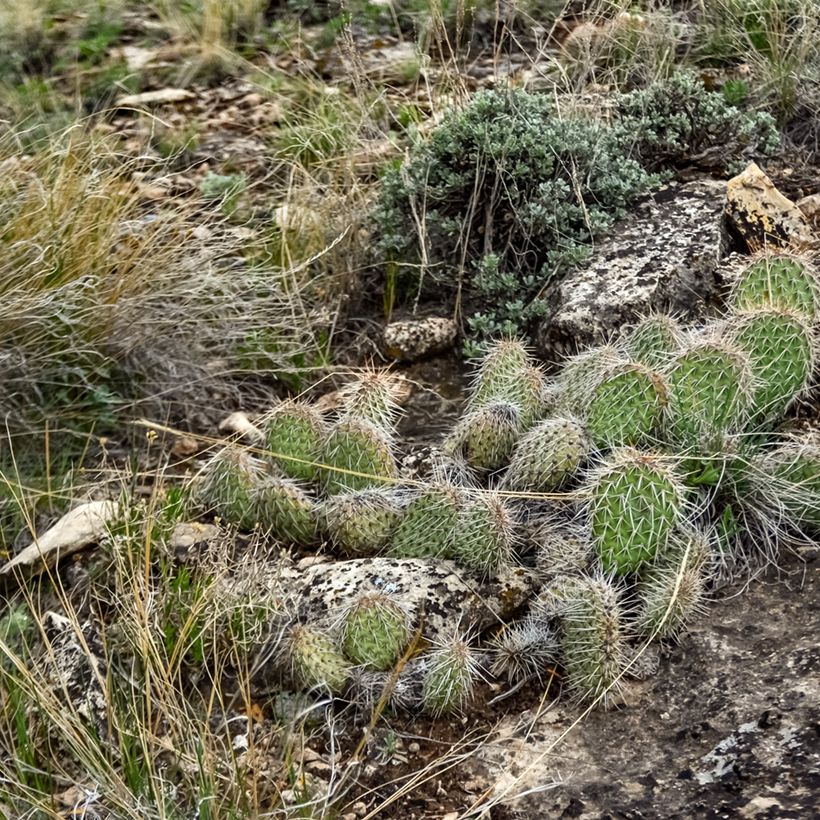 Opuntia polyacantha - Schijfcactus (Groeiplaats)