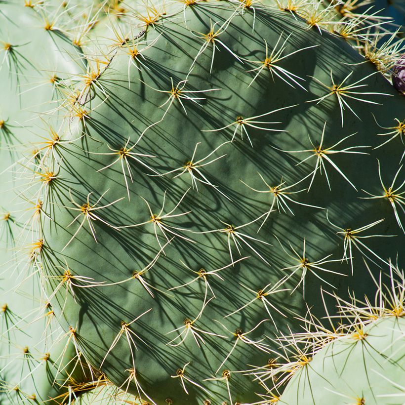 Opuntia robusta - Schijfcactus (Blad)