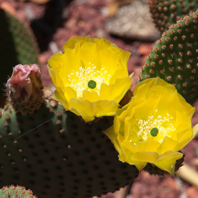 Opuntia rufida - Vijgcactus (Bloei)