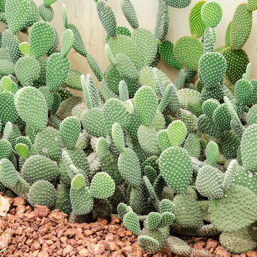 Opuntia rufida - Vijgcactus (Groeiplaats)