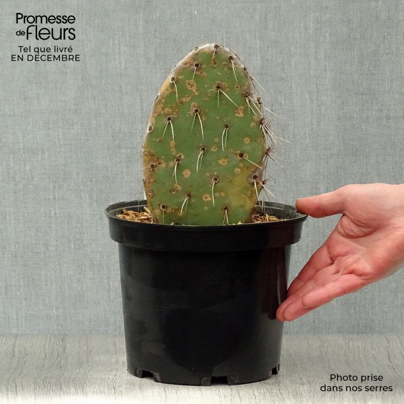 Exemplaar van Opuntia sanguinicola - Schijfcactus Pot van 4 l/5 l zoals geleverd in de winter