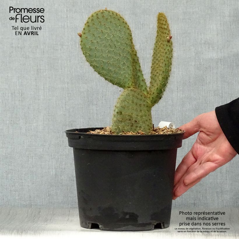 Exemplaar van Opuntia scheeri - Schijfcactus Pot van 4 l/5 l zoals geleverd in de lente