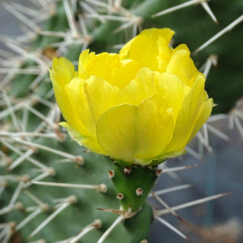 Opuntia sulfurea - Schijfcactus (Bloei)