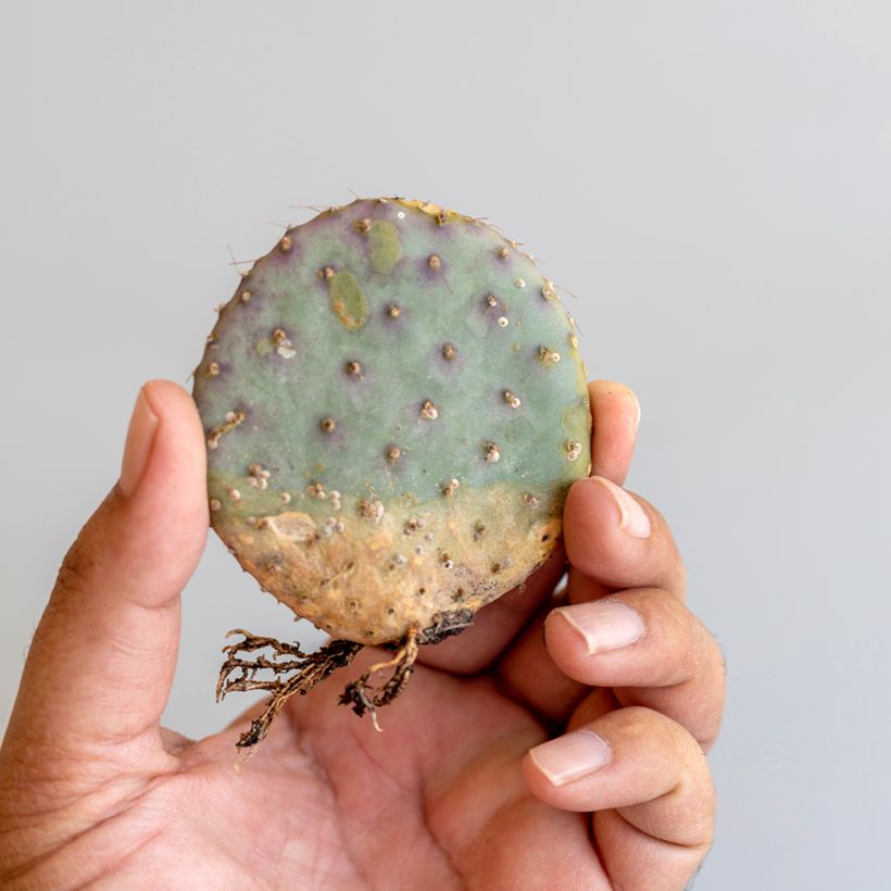 Opuntia santa-rita - Paarse schijfcactus (Blad)