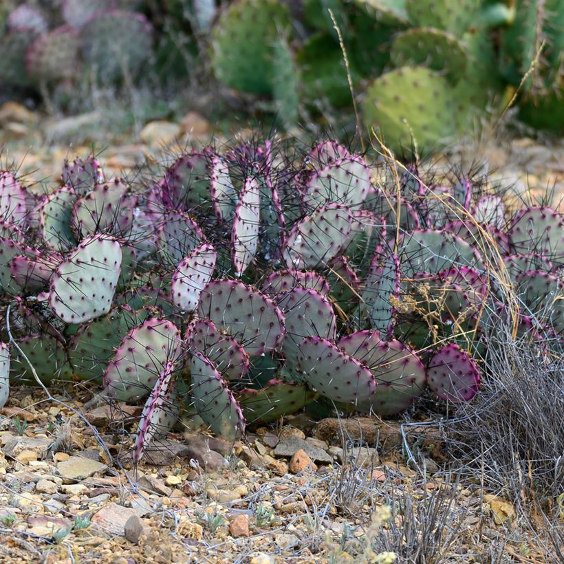 Opuntia santa-rita - Paarse schijfcactus (Groeiplaats)