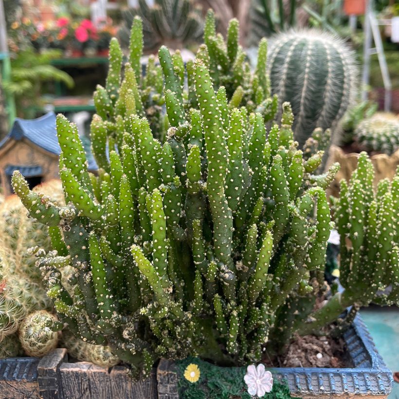 Opuntia monacantha - Schijfcactus (Groeiplaats)