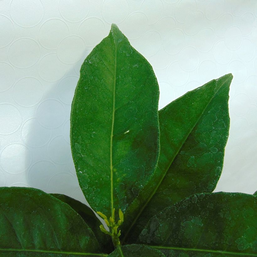 Sinaasappelboom - Citrus sinensis (Foliage)