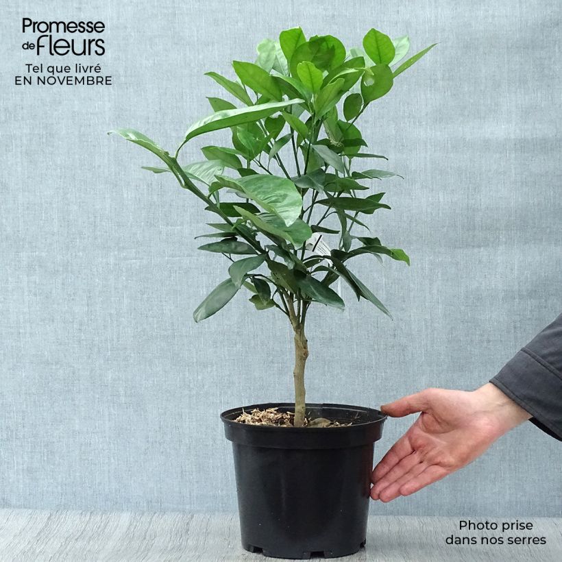 Exemplaar van Sinaasappelboom Washington Navel Pot van 4 l/5 l, Kwartstam zoals geleverd in de herfst