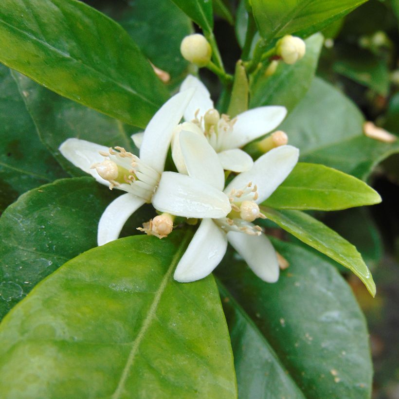 Sinaasappelboom - Citrus sinensis (Flowering)