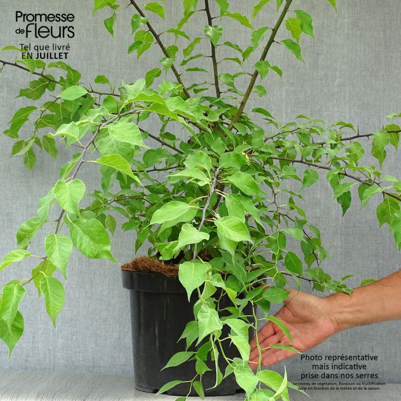 Exemplaar van Maclura pomifera - Osagedoorn Pot van 7,5 l/10 l zoals geleverd in de zomer