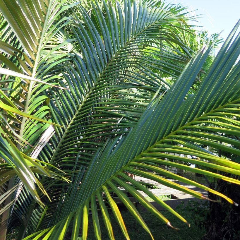 Oraniopsis appendiculata - Palm (Blad)