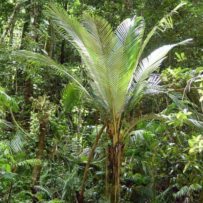 Oraniopsis appendiculata - Palm (Groeiplaats)