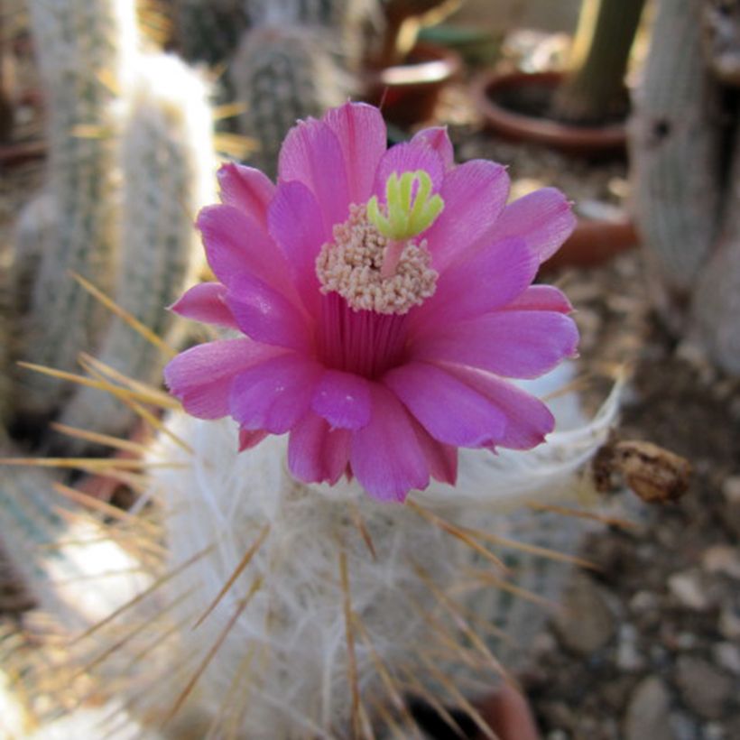 Oreocereus leucotrichus - Cactus (Bloei)