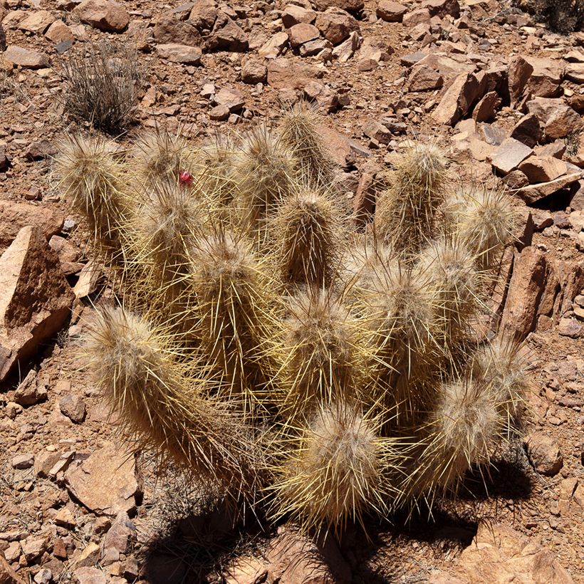 Oreocereus leucotrichus - Cactus (Groeiplaats)