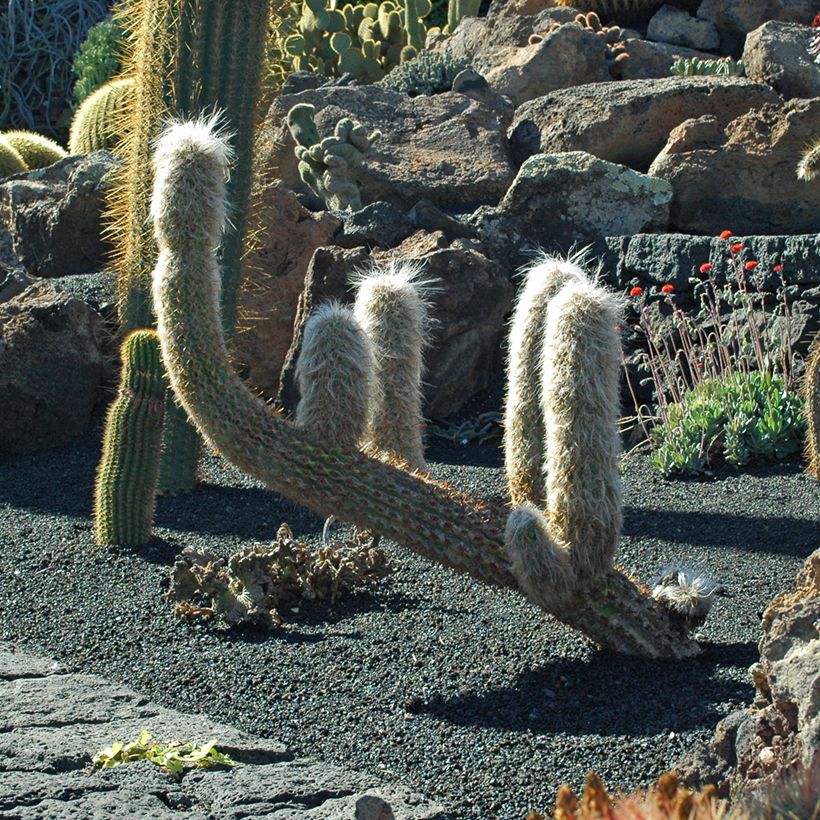 Oreocereus trollii - Oude man van de Andes (Groeiplaats)