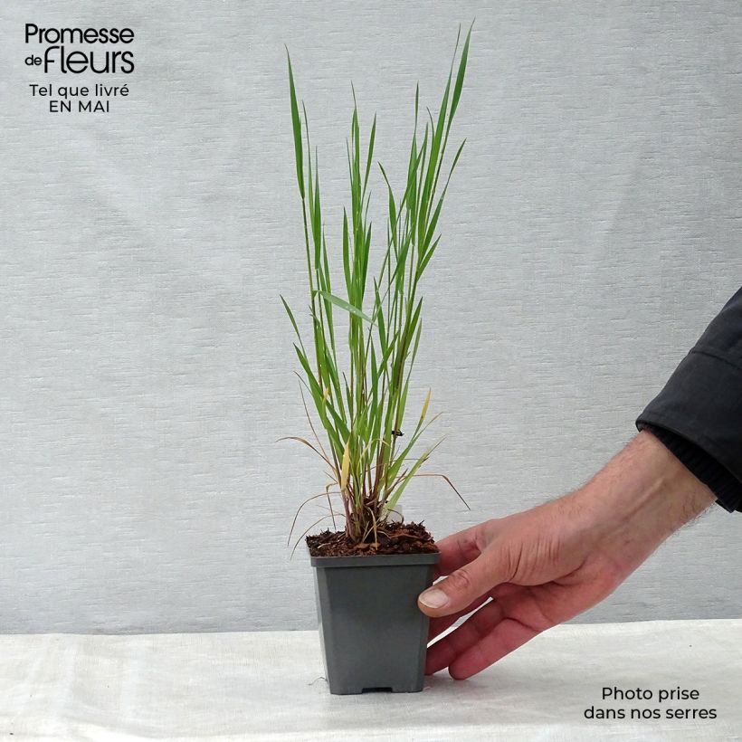 Example of Hordeum jubatum - Kwispelgerst Kweekpotje van 8/9 cm as you get in printemps