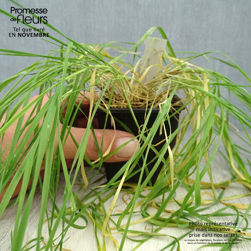 Exemplaar van Hordeum jubatum - Kwispelgerst Kweekpotje van 8/9 cm zoals geleverd in de herfst