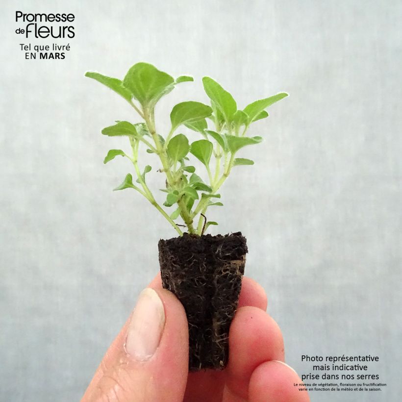 Exemplaar van Wilde marjolein Hot and Spicy Mini-mot Ø 3/4 cm zoals geleverd in de lente