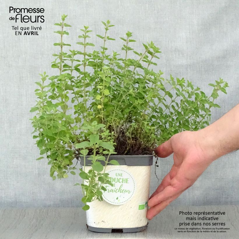 Exemplaar van Wilde marjolein BIO (jonge planten) Pot van 1 l/1,5 l zoals geleverd in de lente