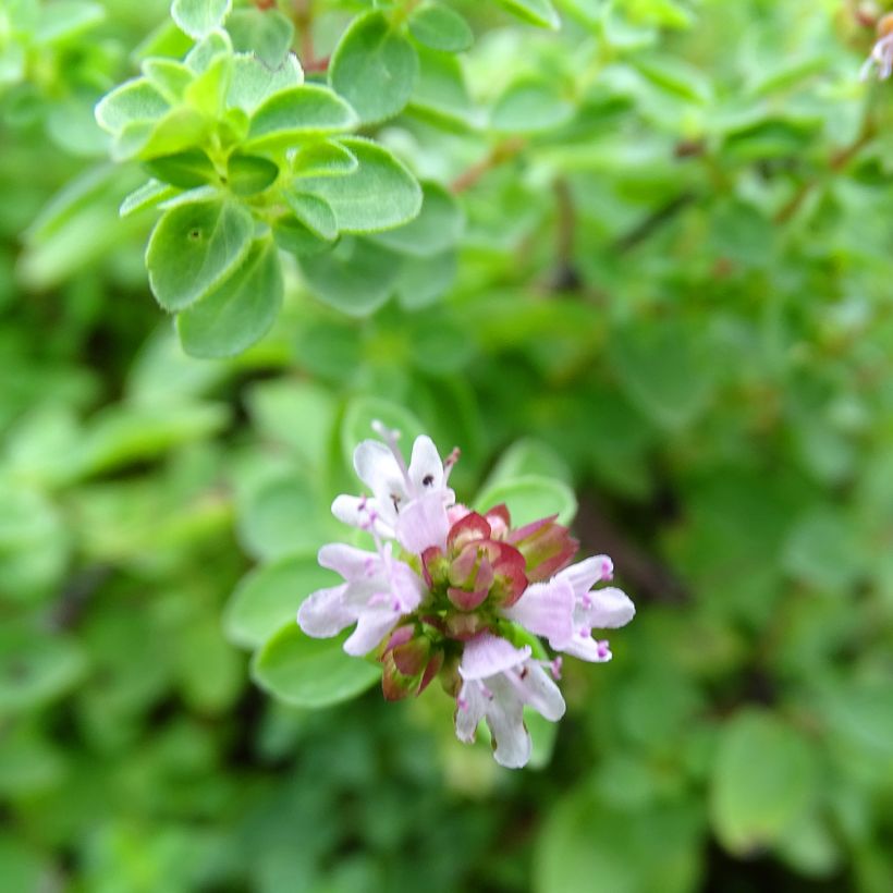 Origanum vulgare Compactum - Oregano (Bloei)