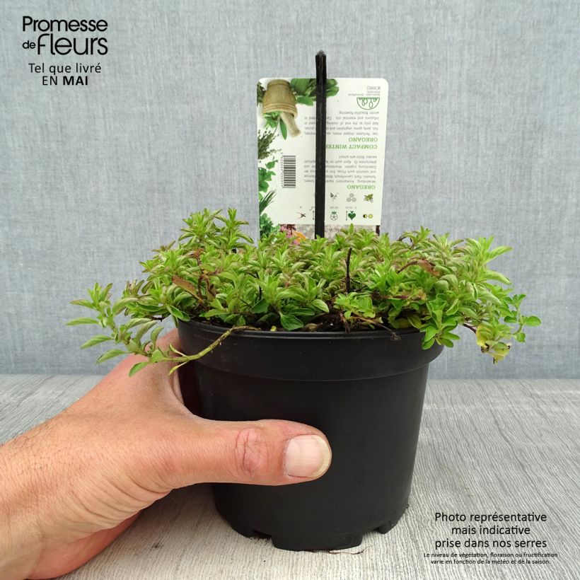 Exemplaar van Origanum vulgare Compactum - Oregano Pot van 1,5 l/2 l zoals geleverd in de lente
