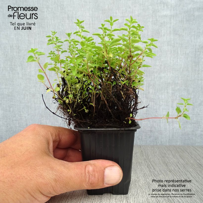 Exemplaar van Wilde marjolein BIO (jonge planten) Kweekpotje van 8/9 cm zoals geleverd in de zomer