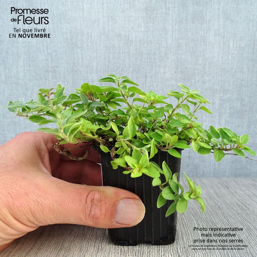 Exemplaar van Origanum vulgare Aureum - Oregano Kweekpotje van 7/8 cm zoals geleverd in de herfst