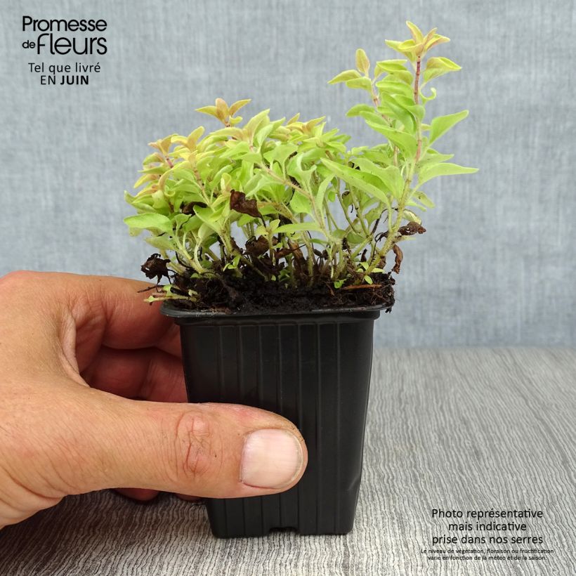 Exemplaar van Origanum vulgare Aureum - Oregano Kweekpotje van 7/8 cm zoals geleverd in de zomer