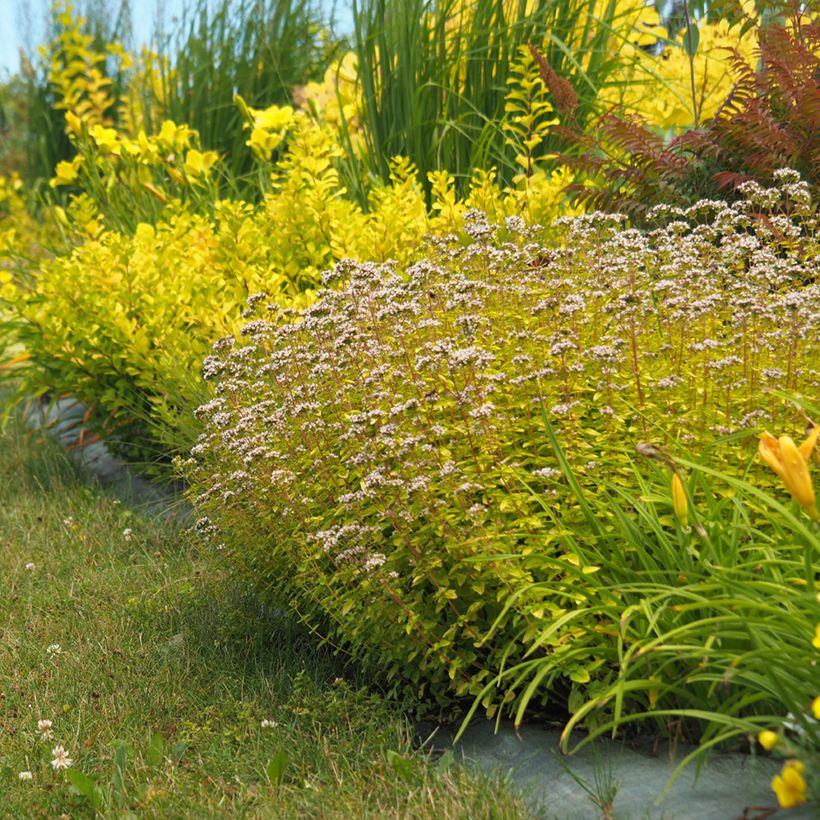 Origanum vulgare Aureum - Oregano (Groeiplaats)