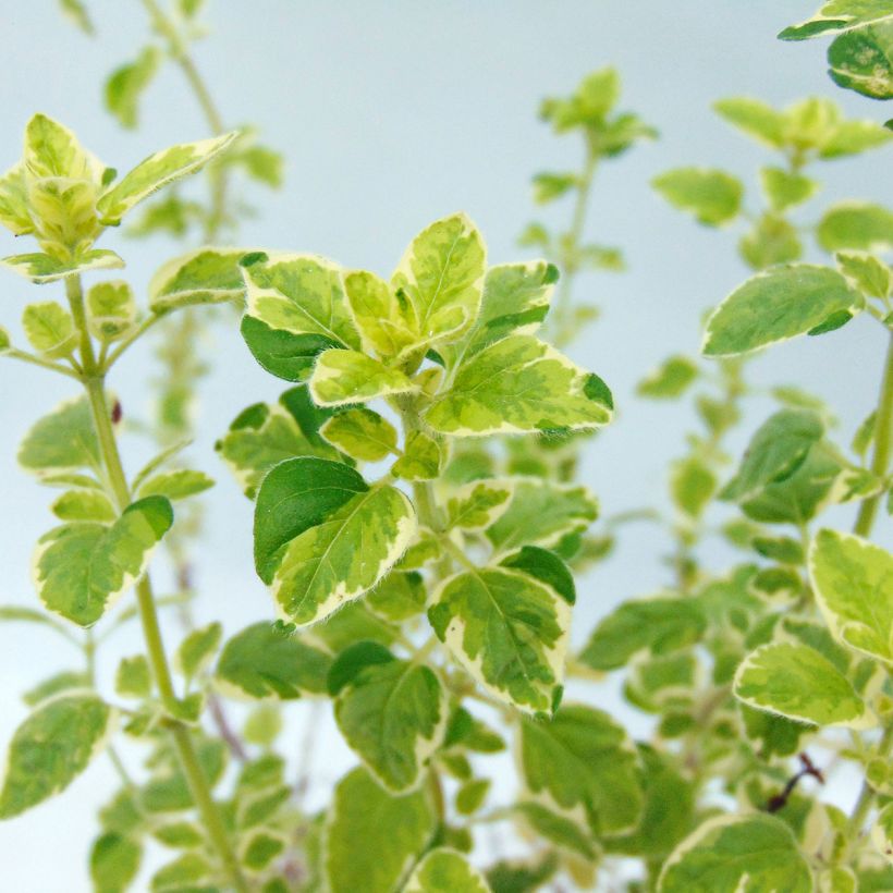 Bonte oregano Country Cream (Blad)