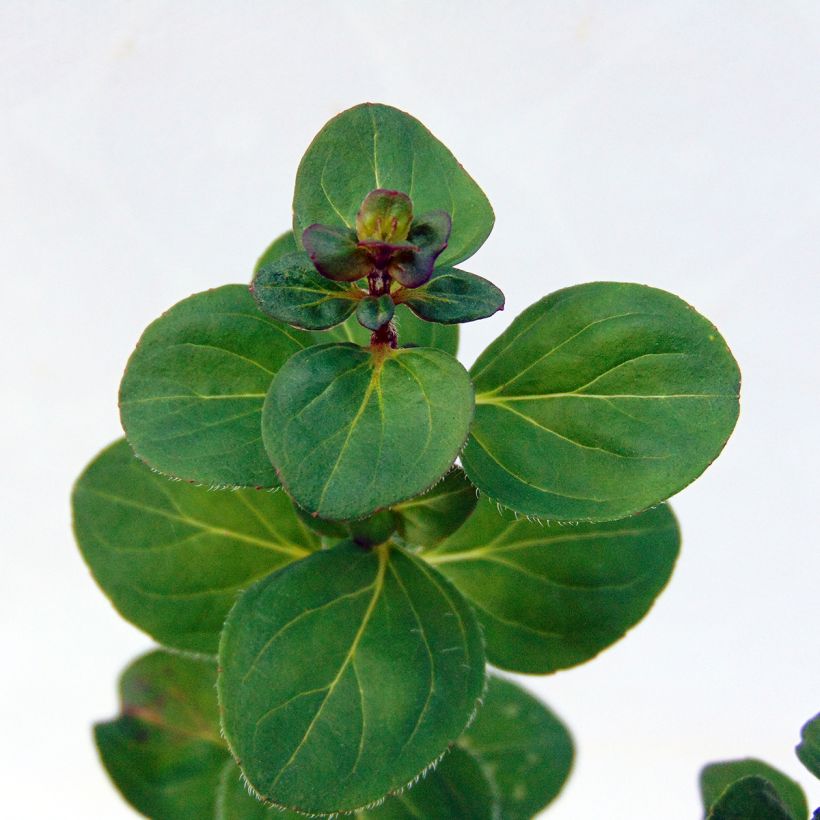 Origanum hybride Rosenkuppel - Oregano (Blad)