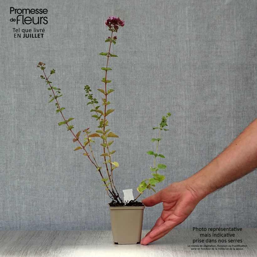 Exemplaar van Origanum hybride Rosenkuppel - Oregano Kweekpotje van 8/9 cm zoals geleverd in de zomer