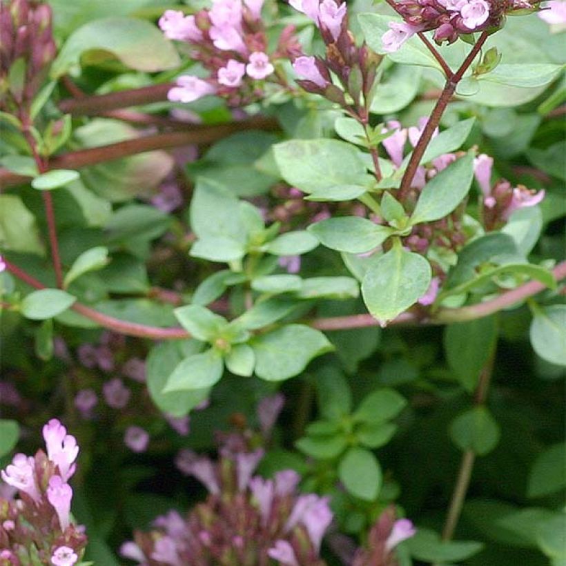 Origanum laevigatum Herrenhausen - Sieroregano (Blad)