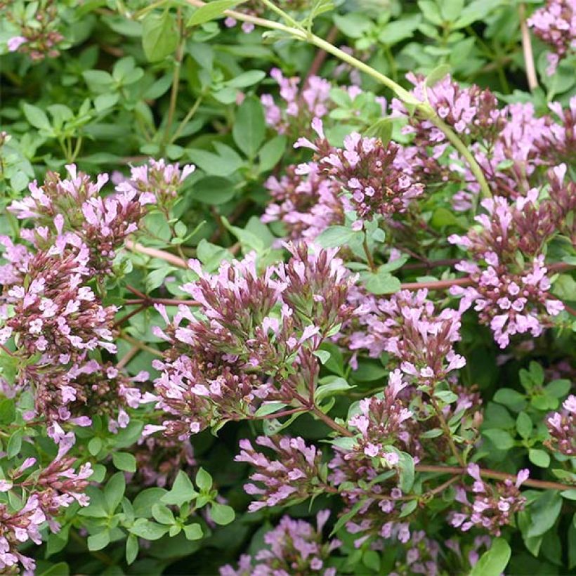 Origanum laevigatum Herrenhausen - Sieroregano (Bloei)