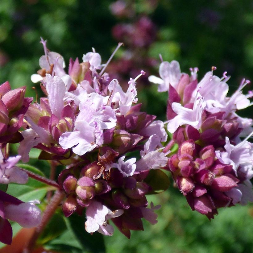 Echte marjolein pizza - Origanum majorana (Bloei)