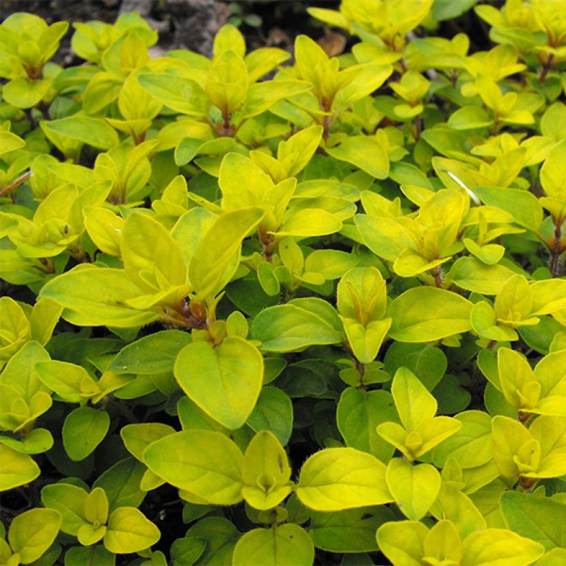 Origanum laevigatum Norton Gold - Siermarjolein (Blad)