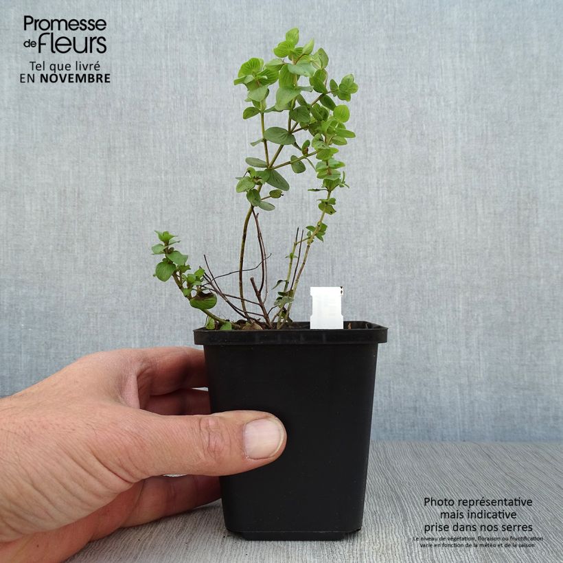 Exemplaar van Origanum rotundifolium Kent Beauty - Marjolein Kweekpotje van 8/9 cm zoals geleverd in de herfst