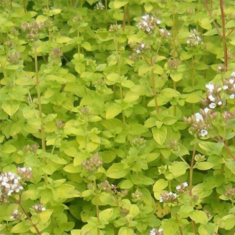 Origanum vulgare Aureum - Oregano (Blad)
