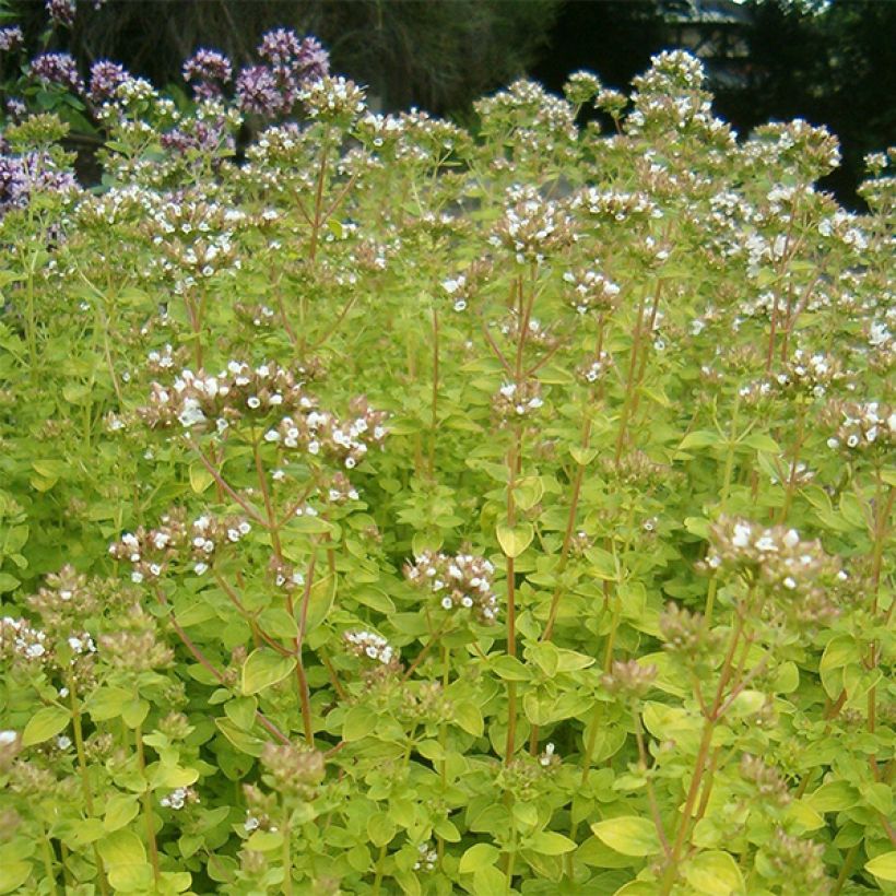 Origanum vulgare Aureum - Oregano (Bloei)
