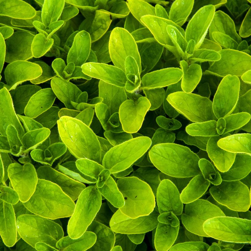 Origanum vulgare Thumbles Variety - Oregano (Blad)