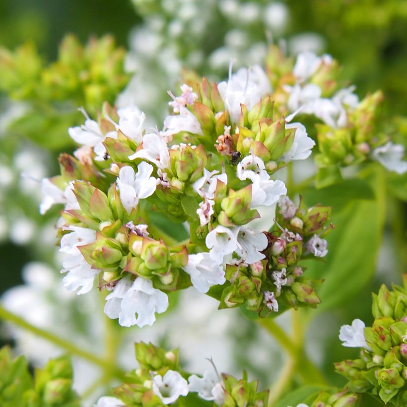 Origanum vulgare Thumbles Variety - Oregano (Bloei)
